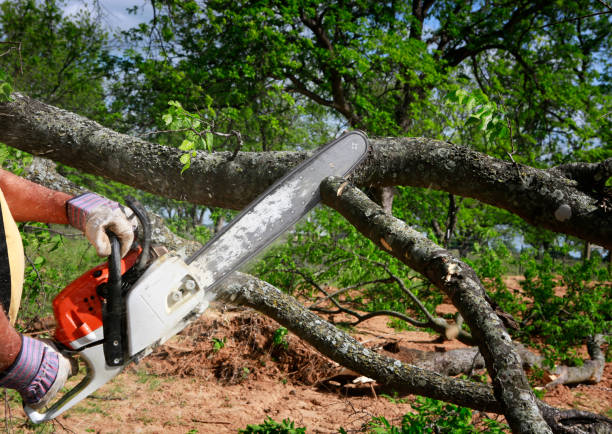Best Hazardous Tree Removal  in Belmont Estates, VA